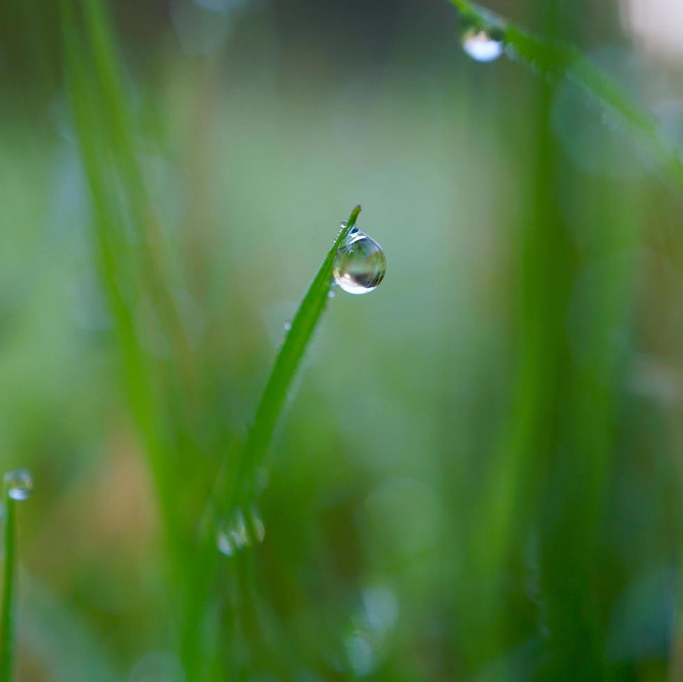 gota de agua sobre la hoja de hierba verde foto