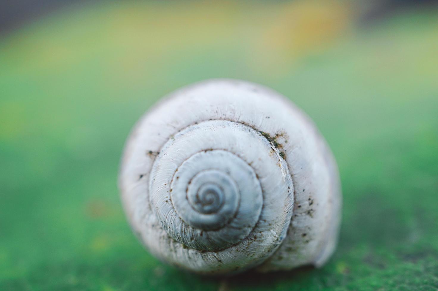 caracol blanco sobre la hierba verde foto