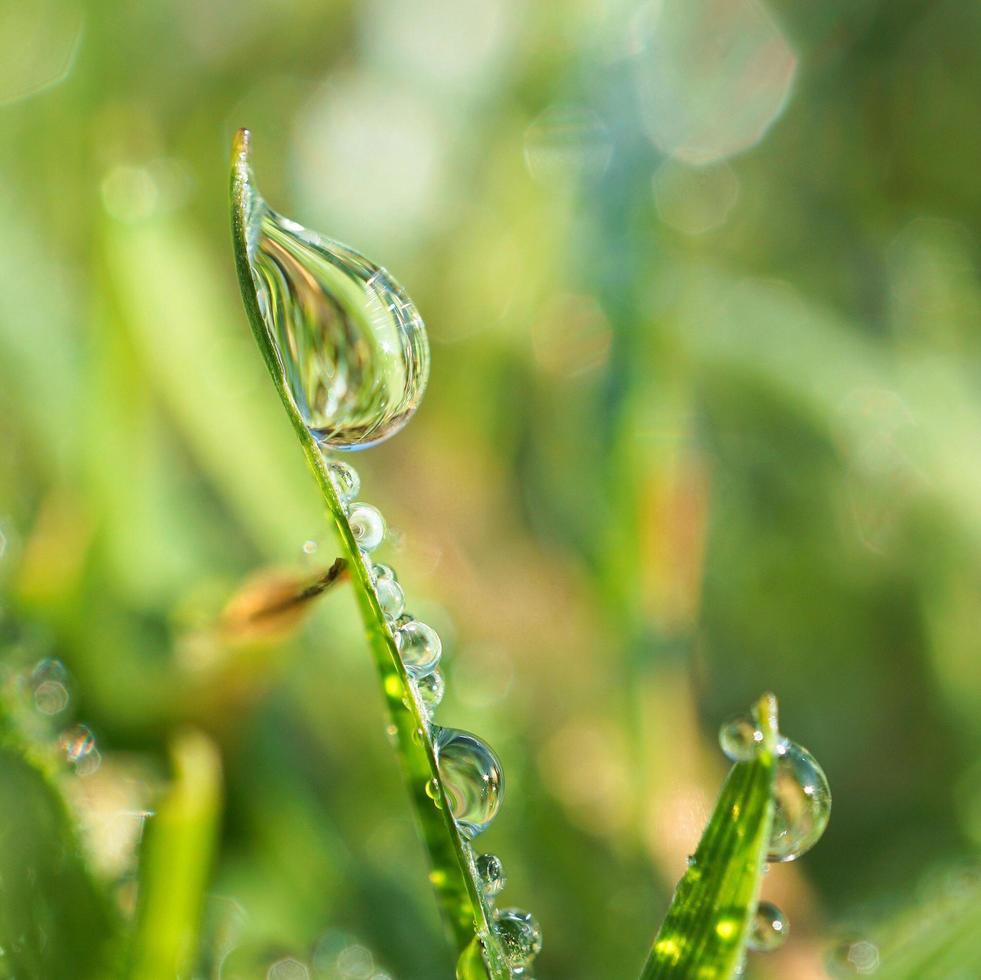 gota de agua sobre una brizna de hierba foto