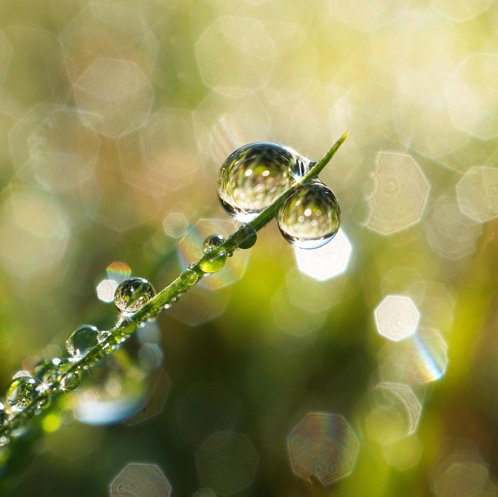 gota de agua sobre una brizna de hierba foto