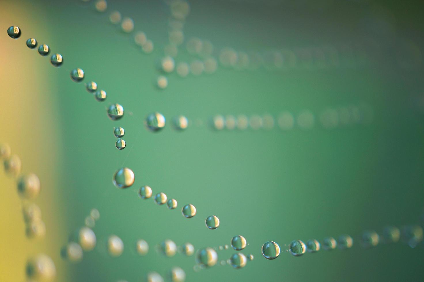 Raindrops on a spider web photo