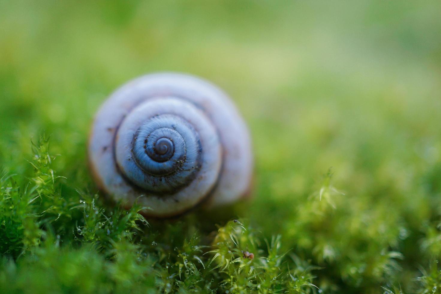 White snail on the green grass photo
