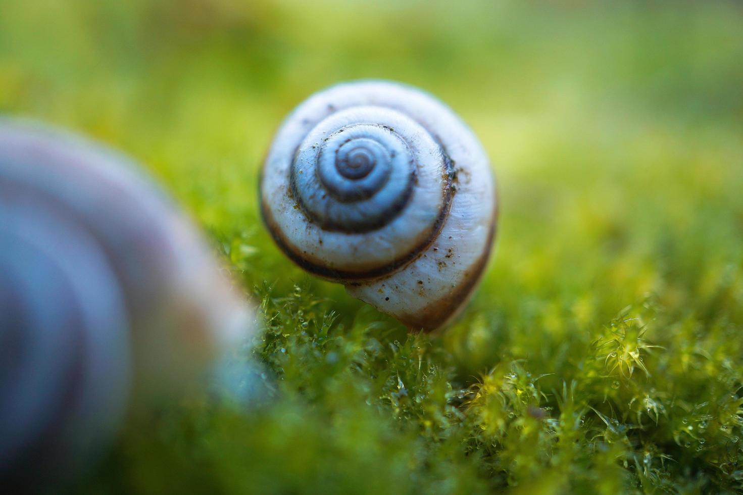 caracol blanco sobre la hierba verde foto