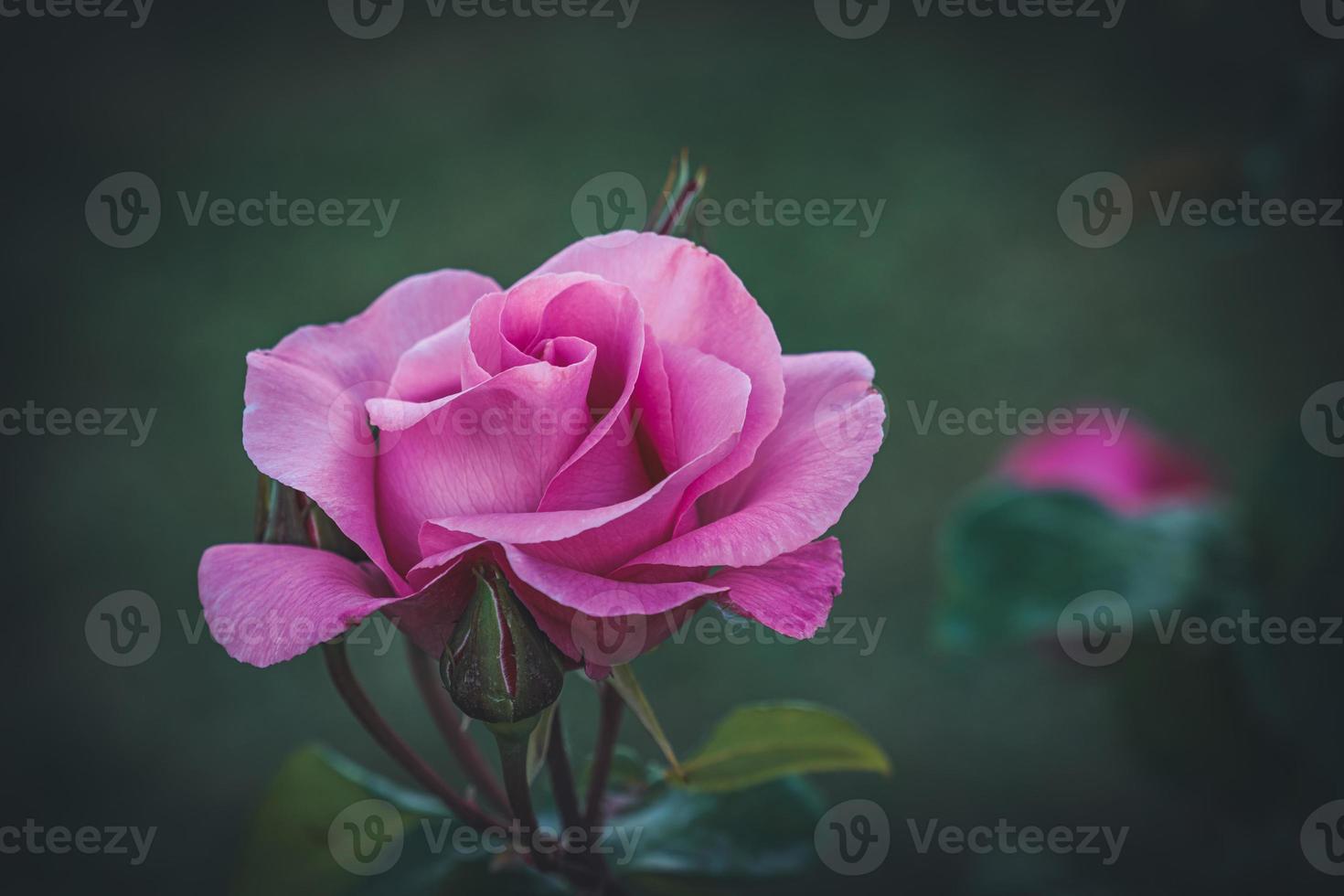 Cultivated pink rose photo