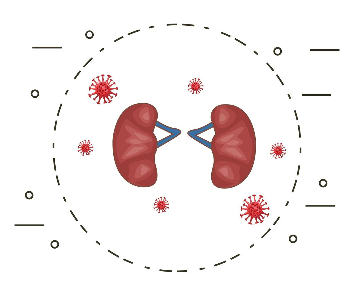 human kidneys with bacterium vector