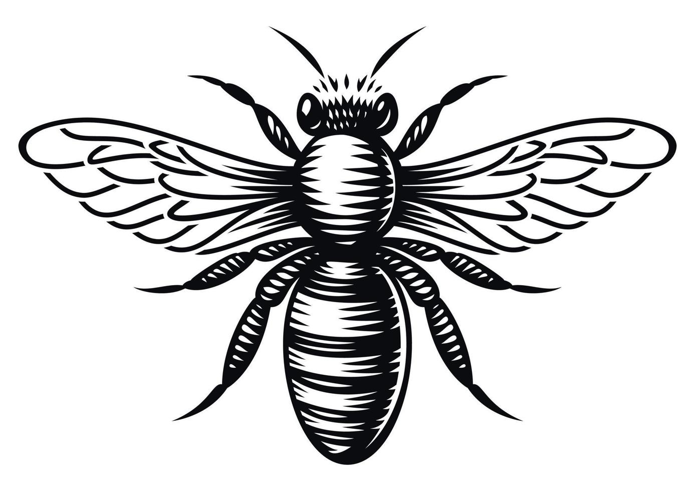 Black and white vector honey bee in engraving style on white background