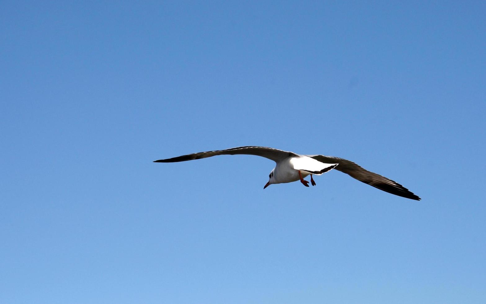 gaviota en un cielo azul foto