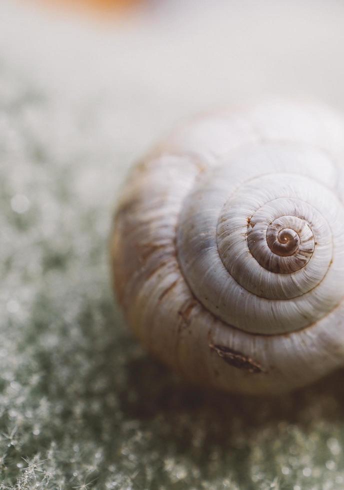 White snail on the leaf photo