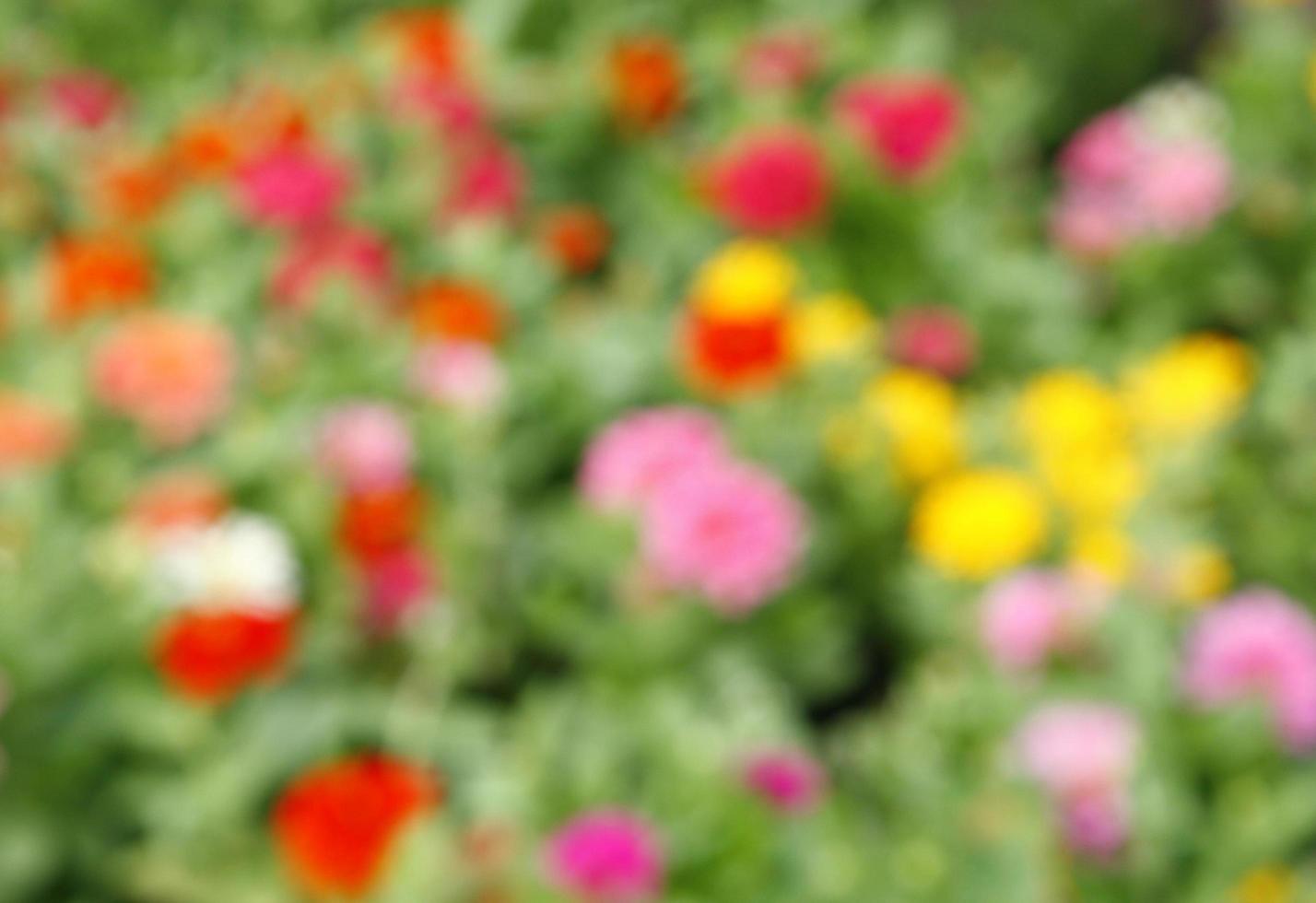 Blurry flowers for background photo