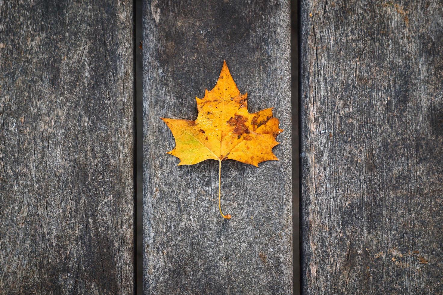 Yellow maple leaf in autumn season photo