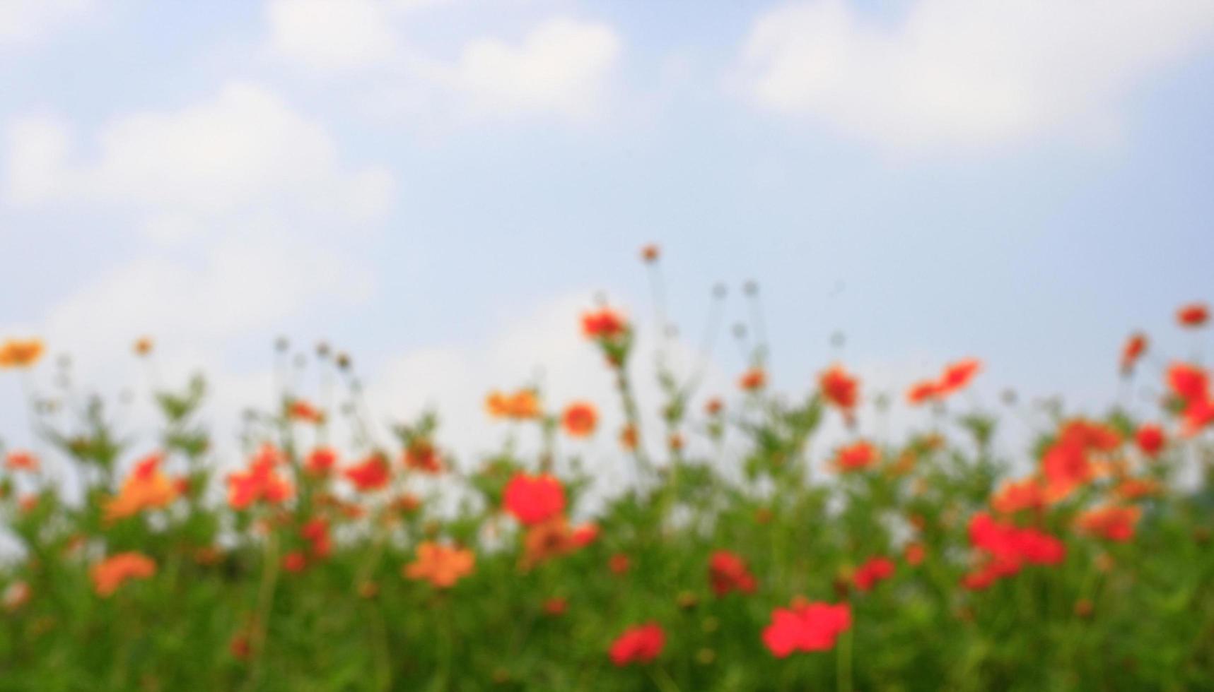 Blurred flower background photo
