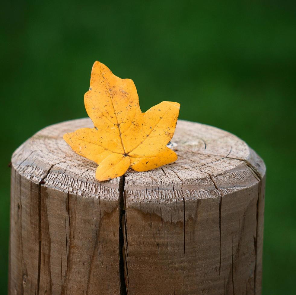 hoja de arce amarilla en la temporada de otoño foto