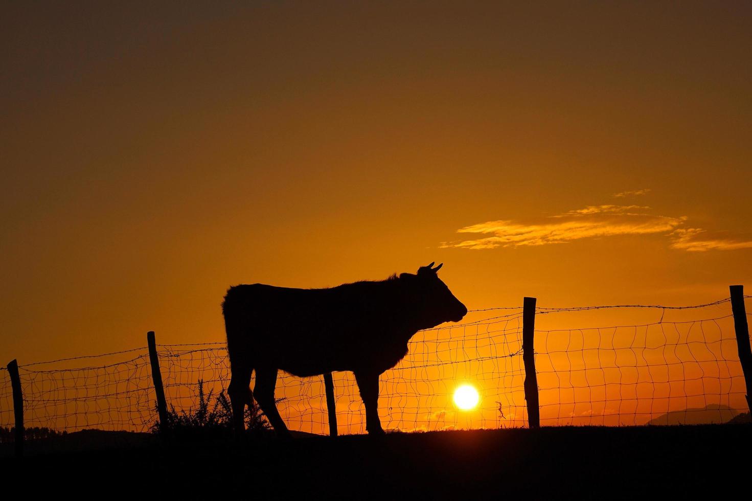 Silhouette of a cow in the sunset in the meadow photo