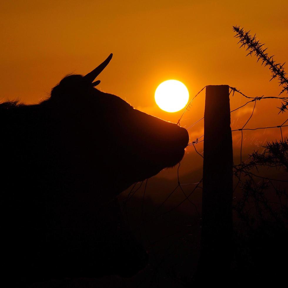 Silhouette of a cow in the sunset in the meadow photo