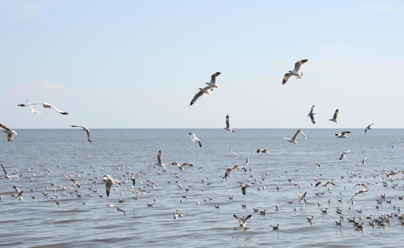 Flock of seagulls on the water photo