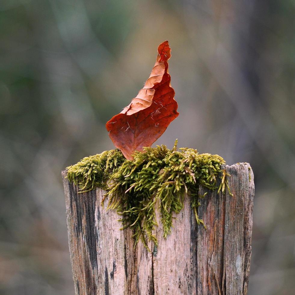 Leaf stuck on wood post photo