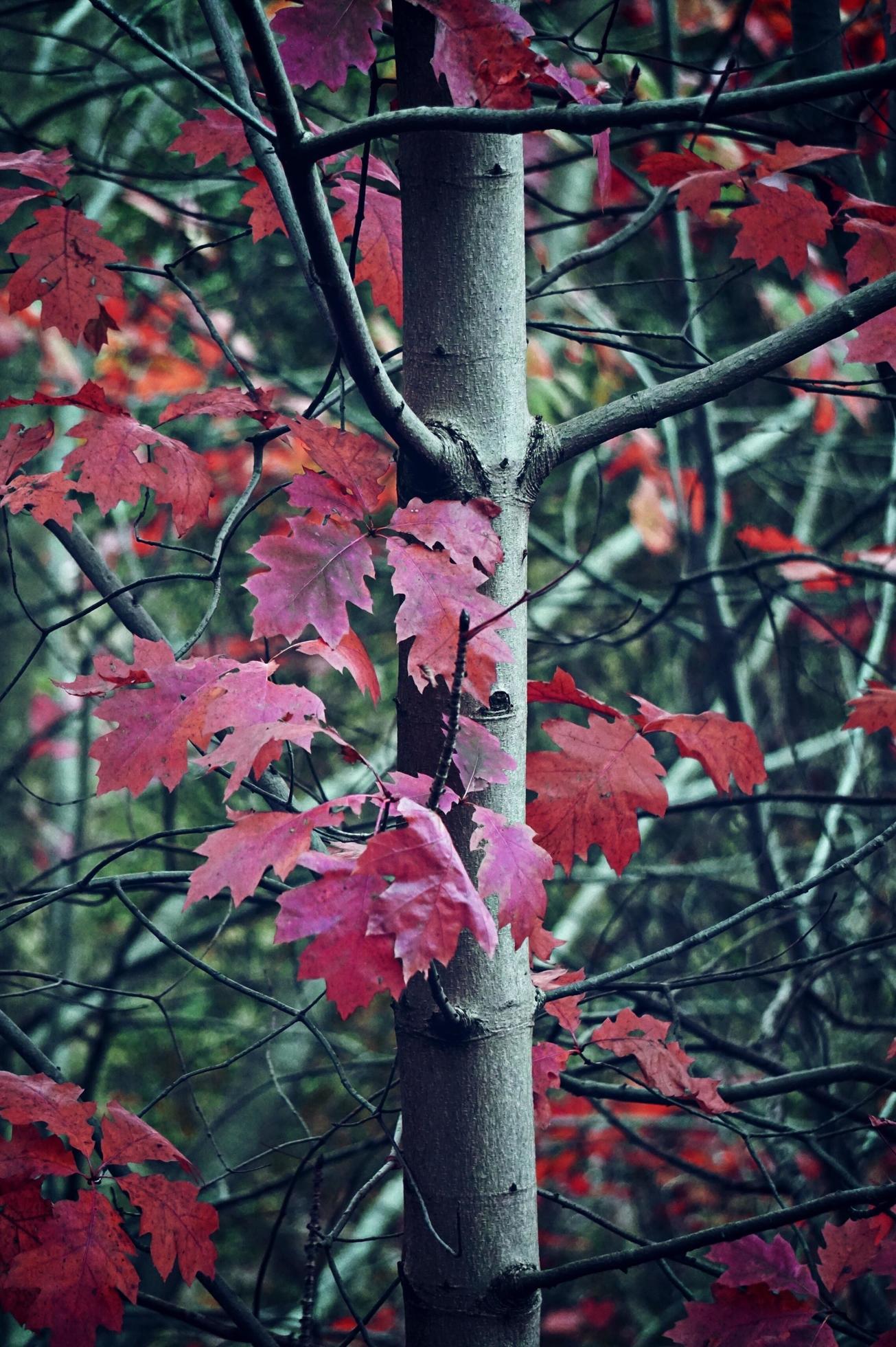Autumn Tree With Red Leaves Stock Photo