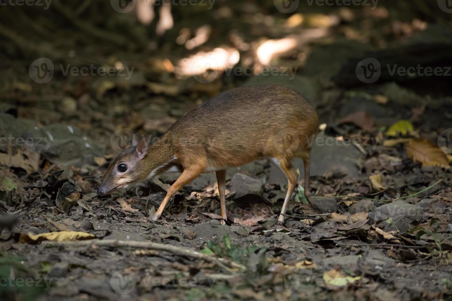 ciervo ratón en un bosque foto