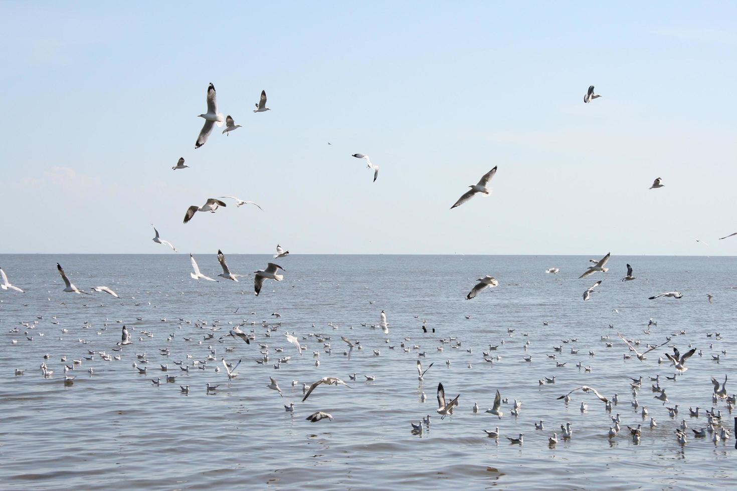 Flock of seagulls over water photo