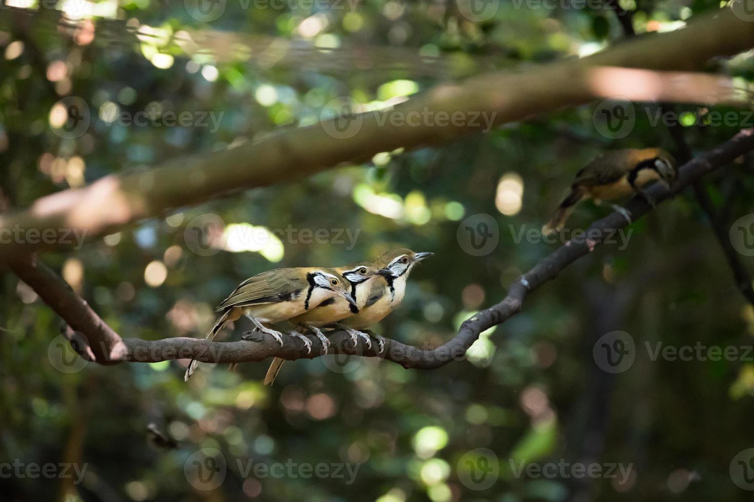 tres pájaros en un árbol foto