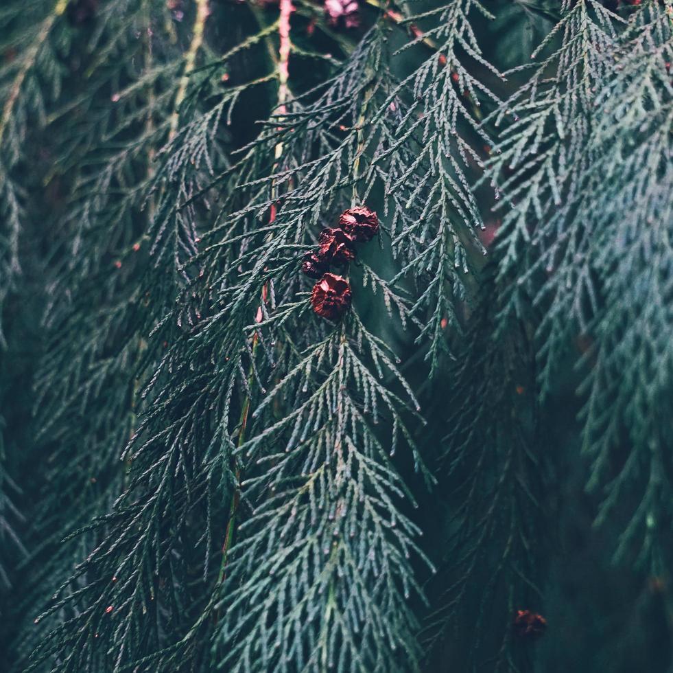 Green pine tree leaves in nature photo