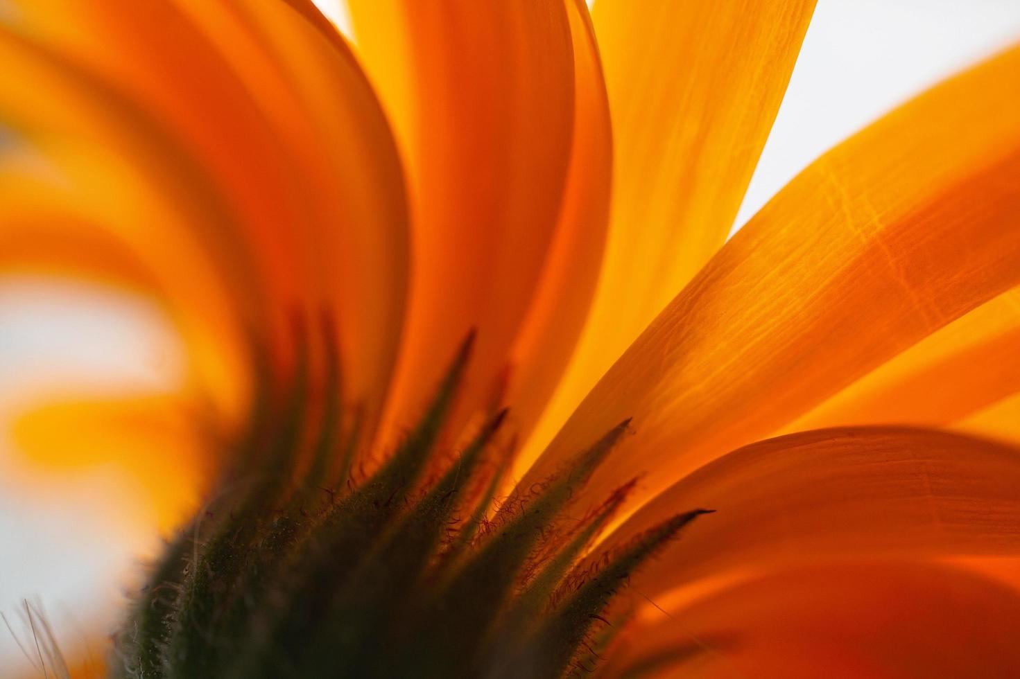 Beautiful orange flower petals photo