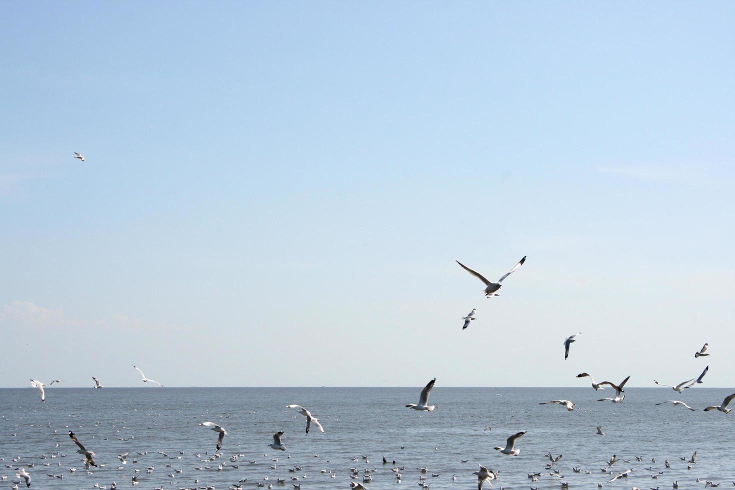 Seagulls at sea photo