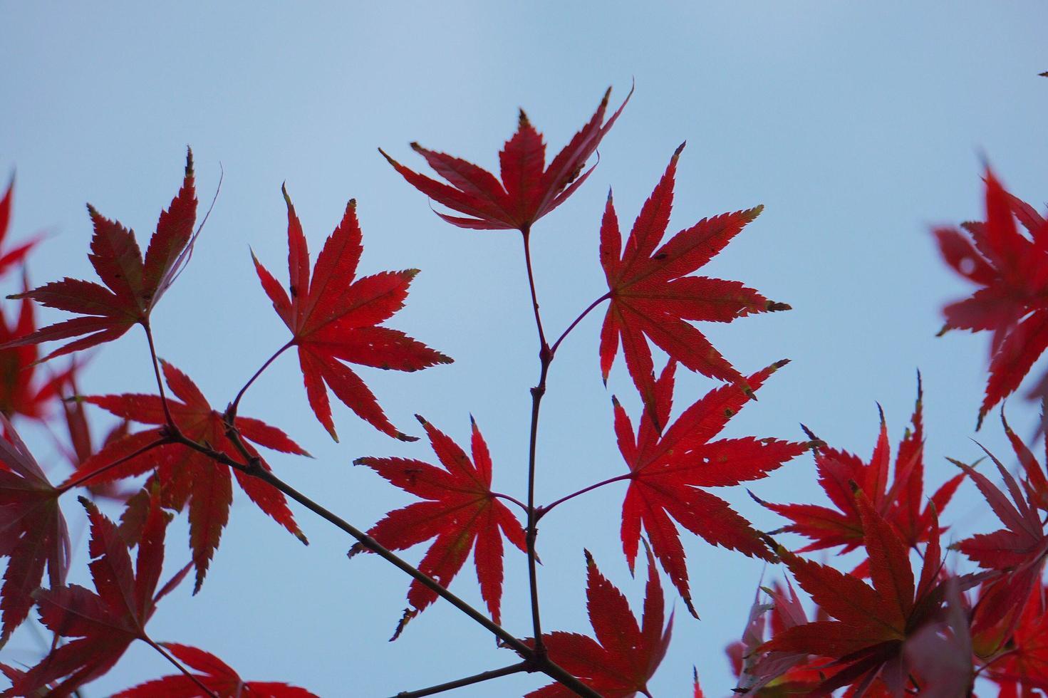 Red maple leaves in autumn season photo