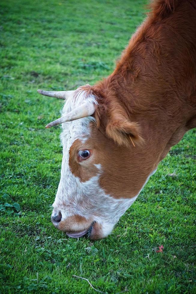 Vaca marrón pastando en el prado foto