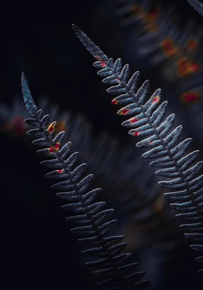 hoja de helecho azul con estética oscura cambiante foto