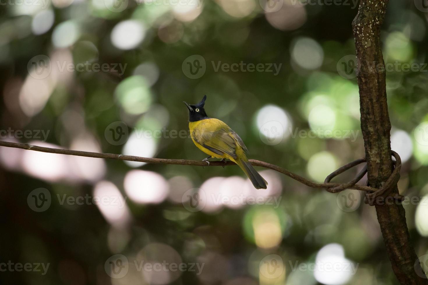 pájaro amarillo en una rama foto