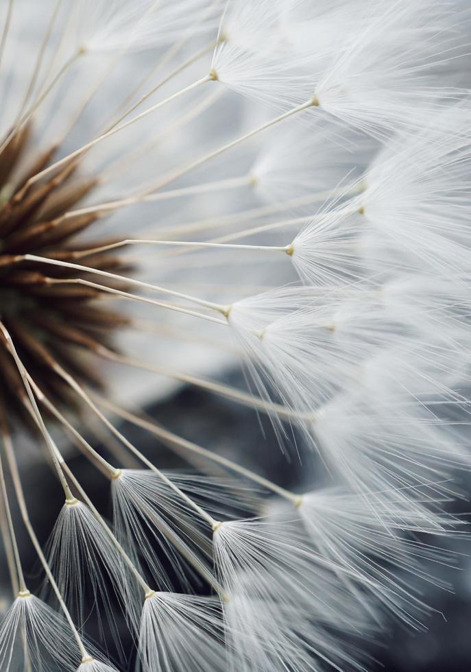 White dandelion flower seed photo