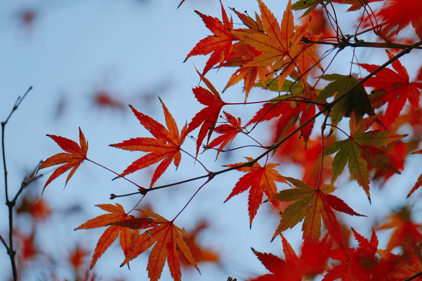 Red maple leaves in autumn season photo