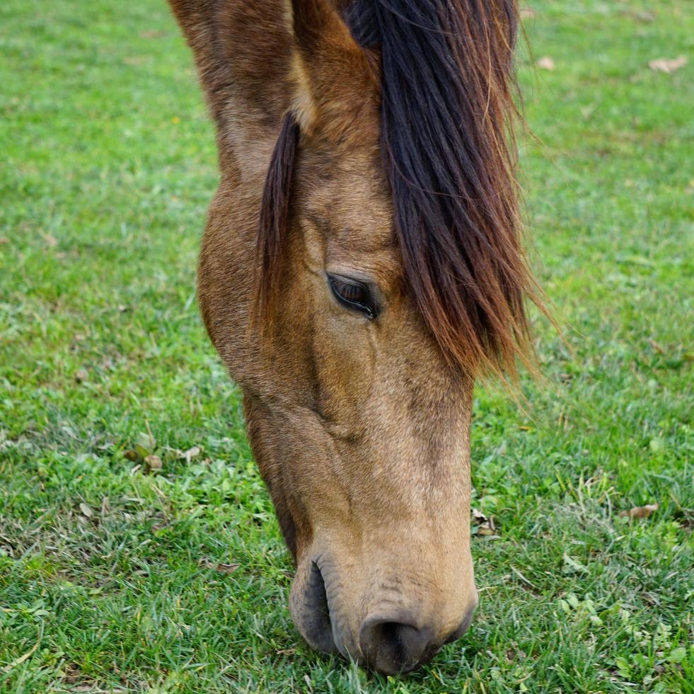 Close up of brown horse grazing in the meadow, horse eye photo