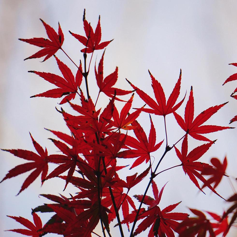 hojas de arce rojo en la temporada de otoño foto
