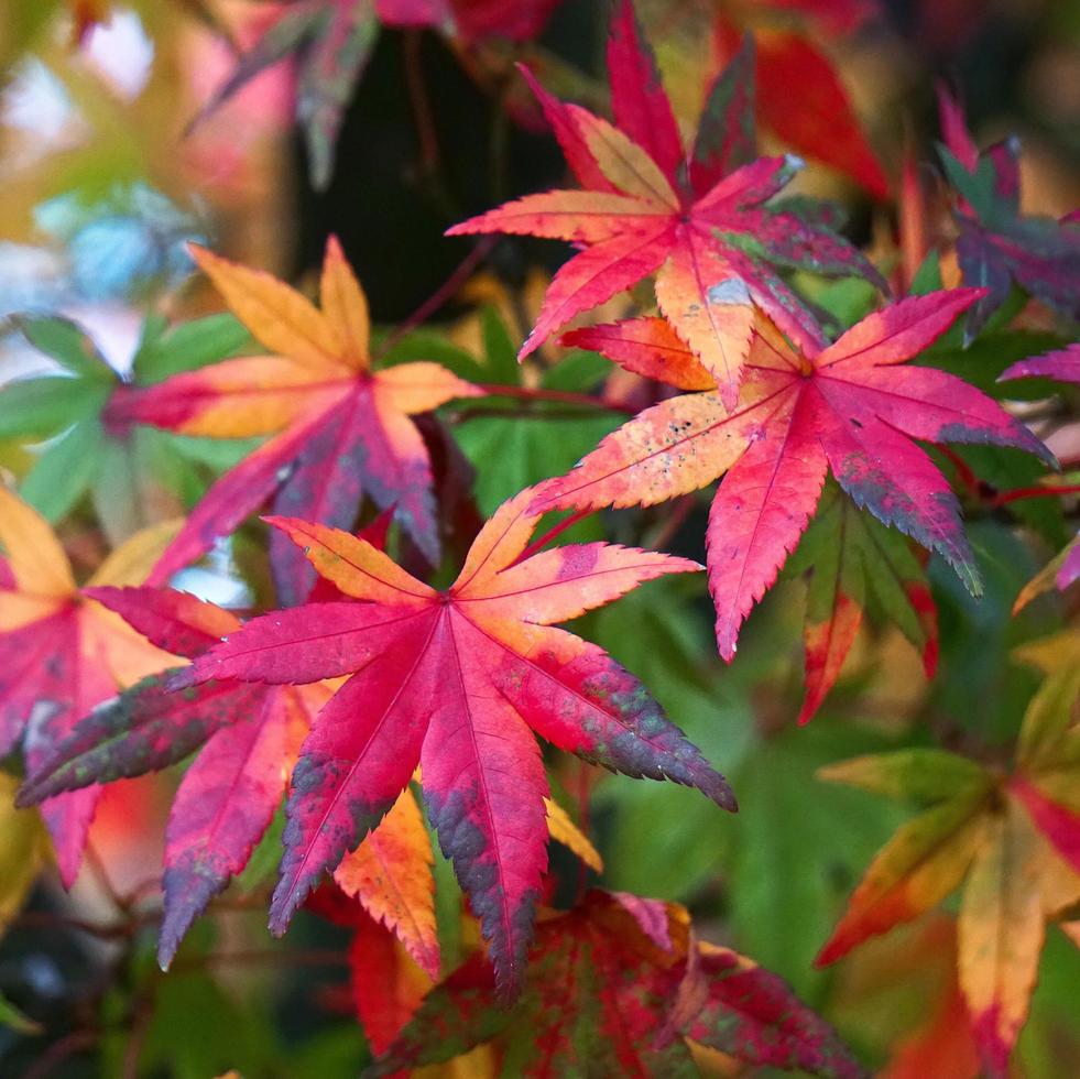 Red maple leaves in autumn season photo