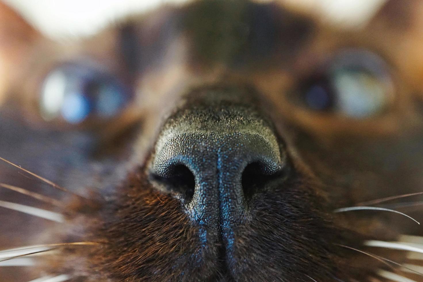 nariz de gato marrón siamés foto