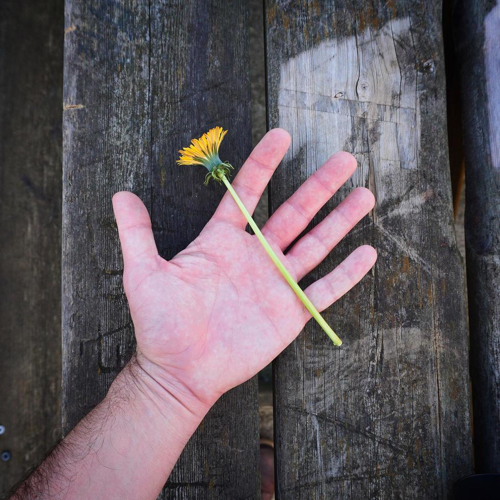 Hand with a yellow flower photo