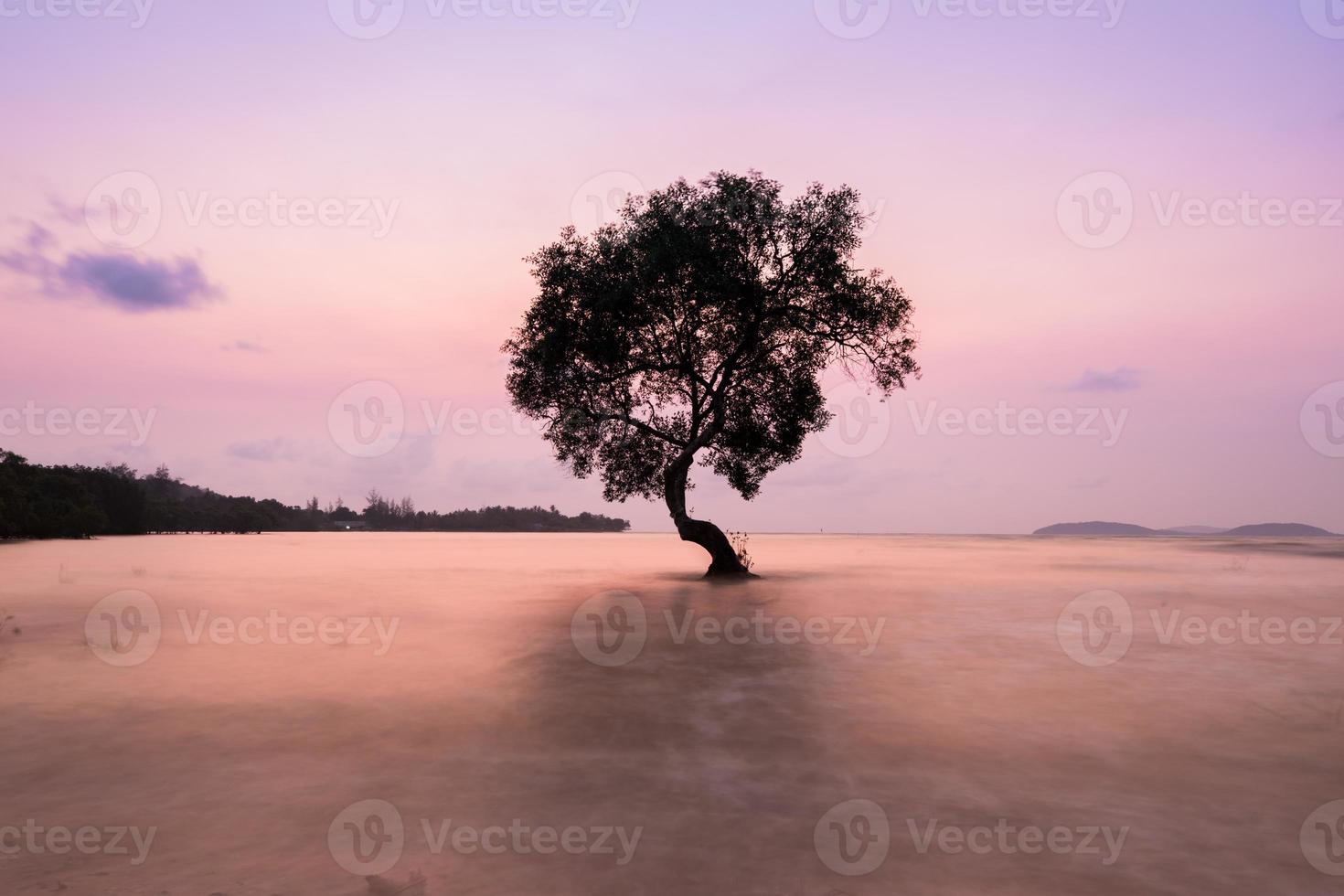 árbol en el agua foto