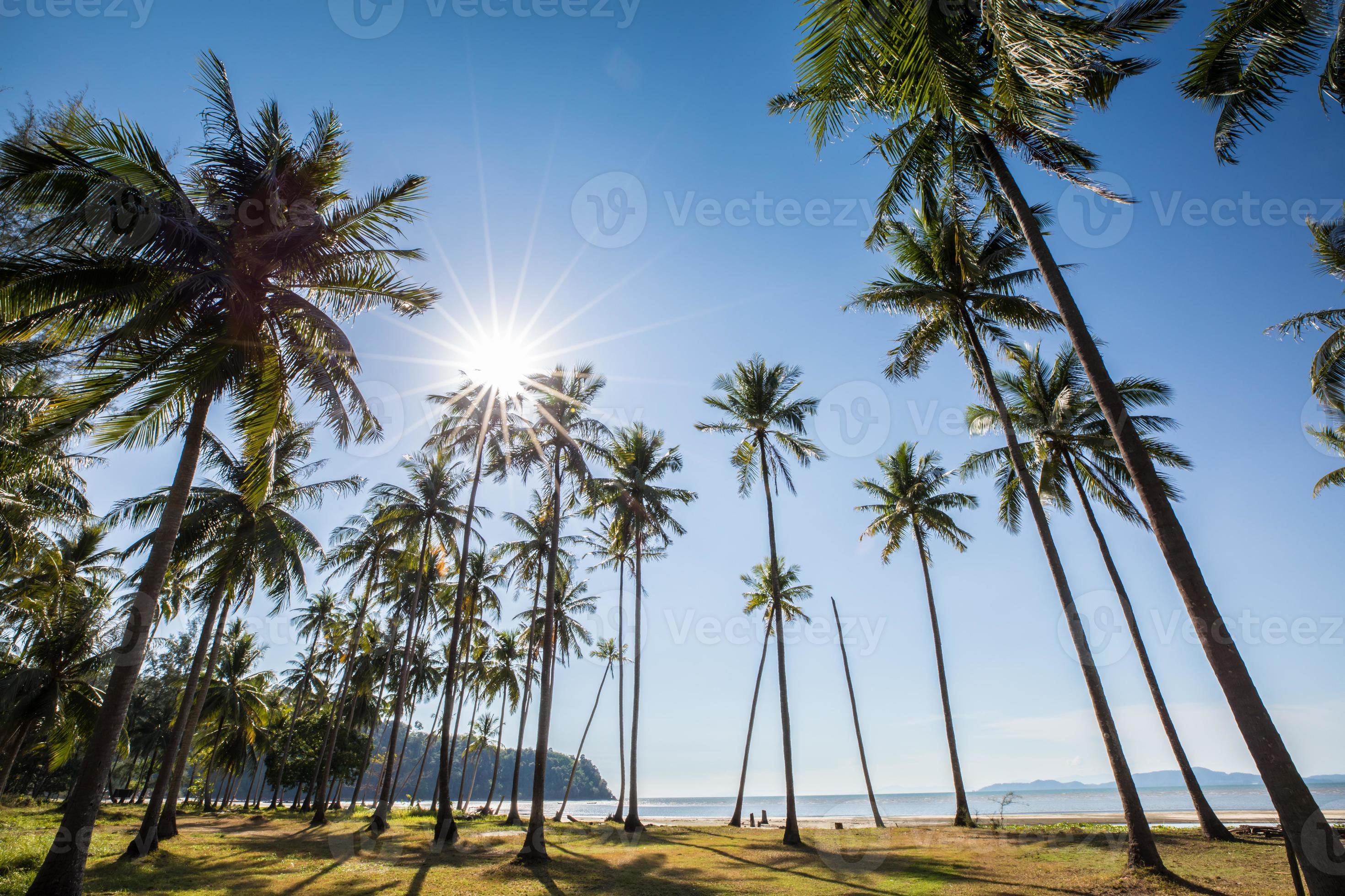 Coconut trees on a beach photo
