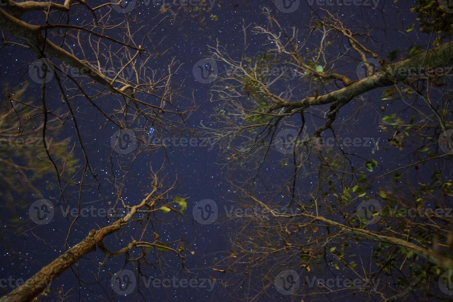 Trees and starry sky photo