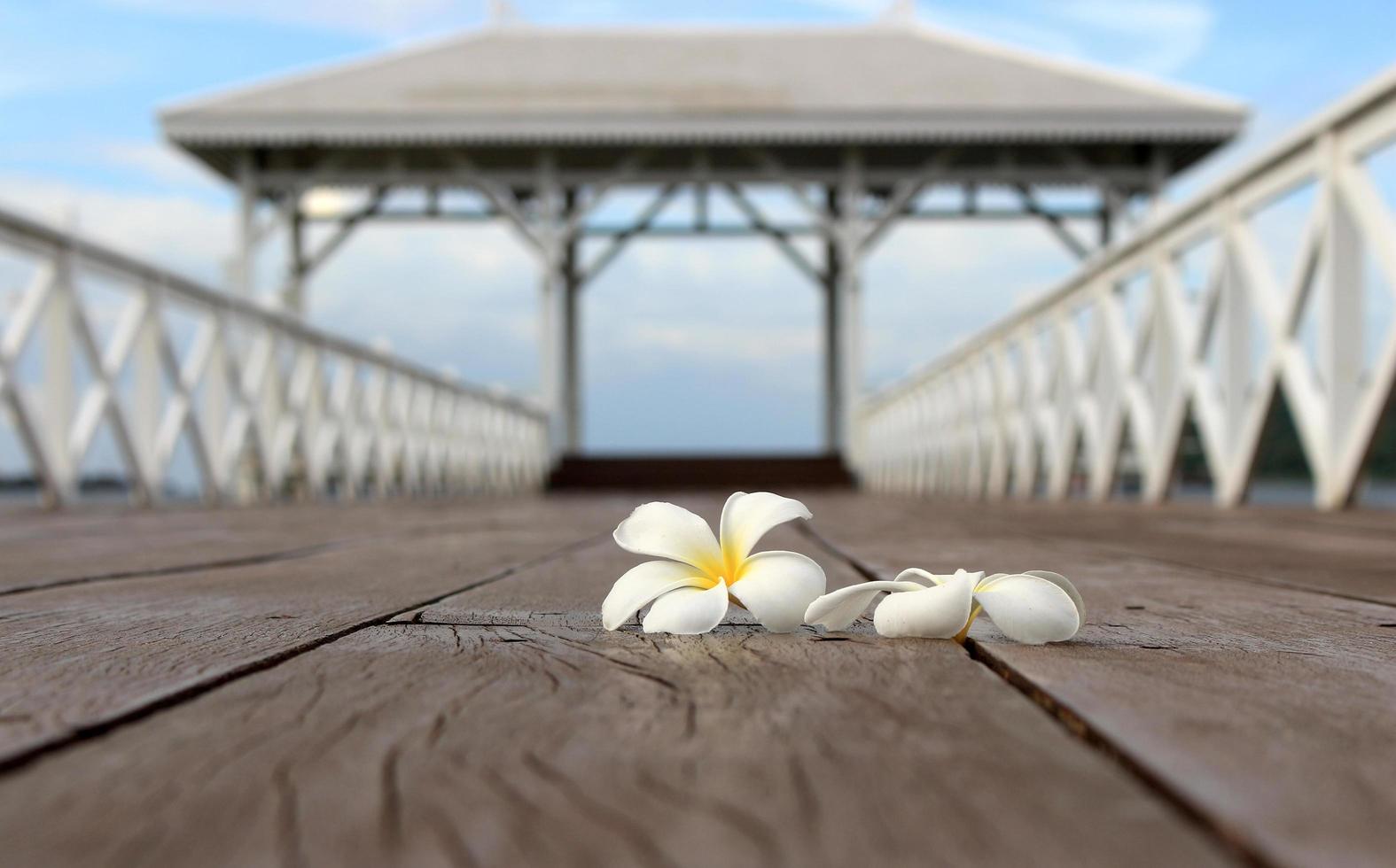 flor de frangipani blanco foto