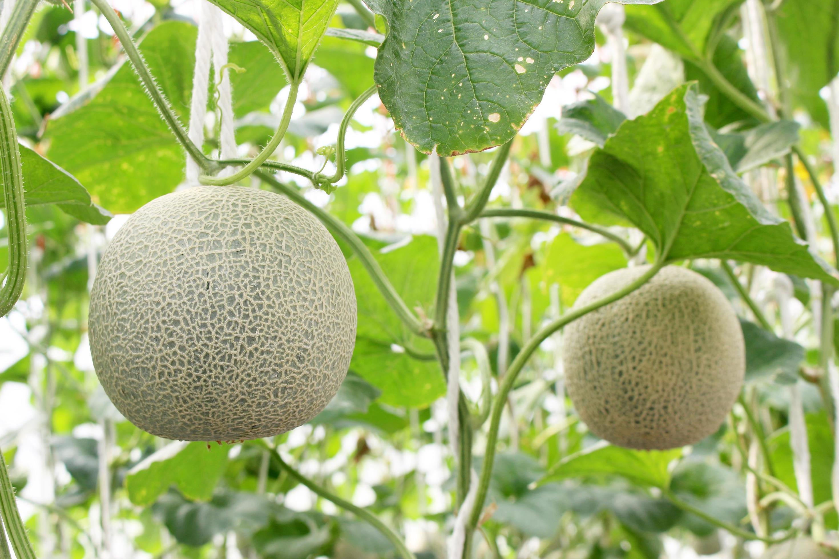 Melons growing on a tree 1995791 Stock Photo at Vecteezy