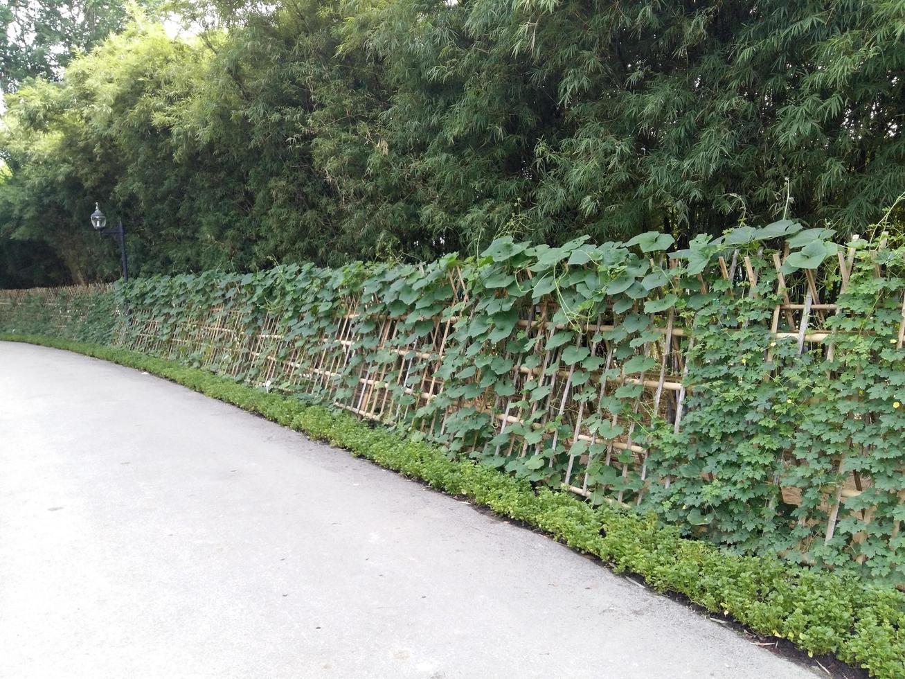 Ivy on bamboo fence photo