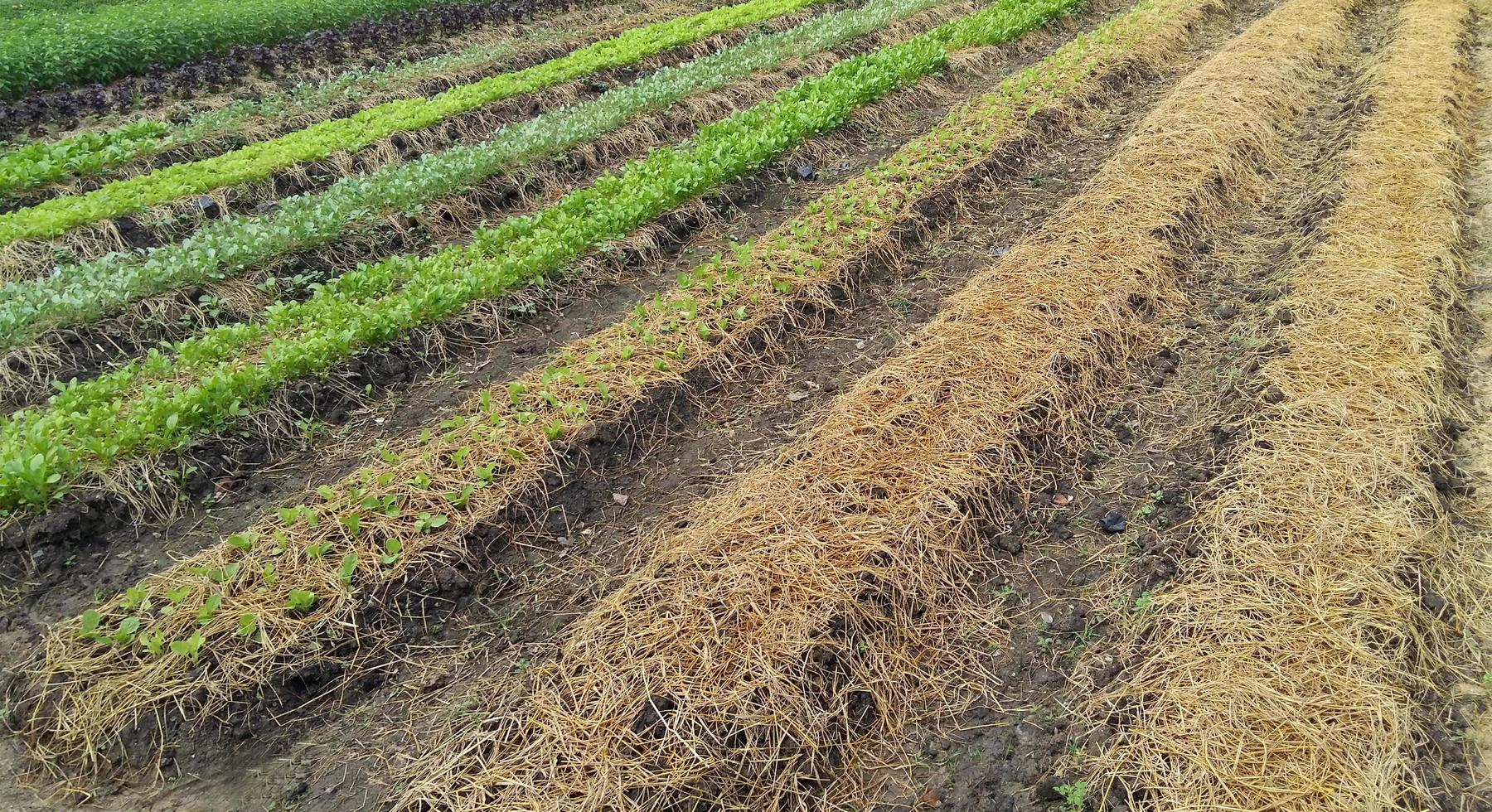 Rows of plants photo