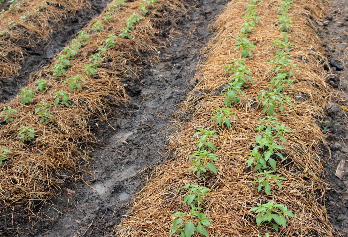 Rows of green plants photo