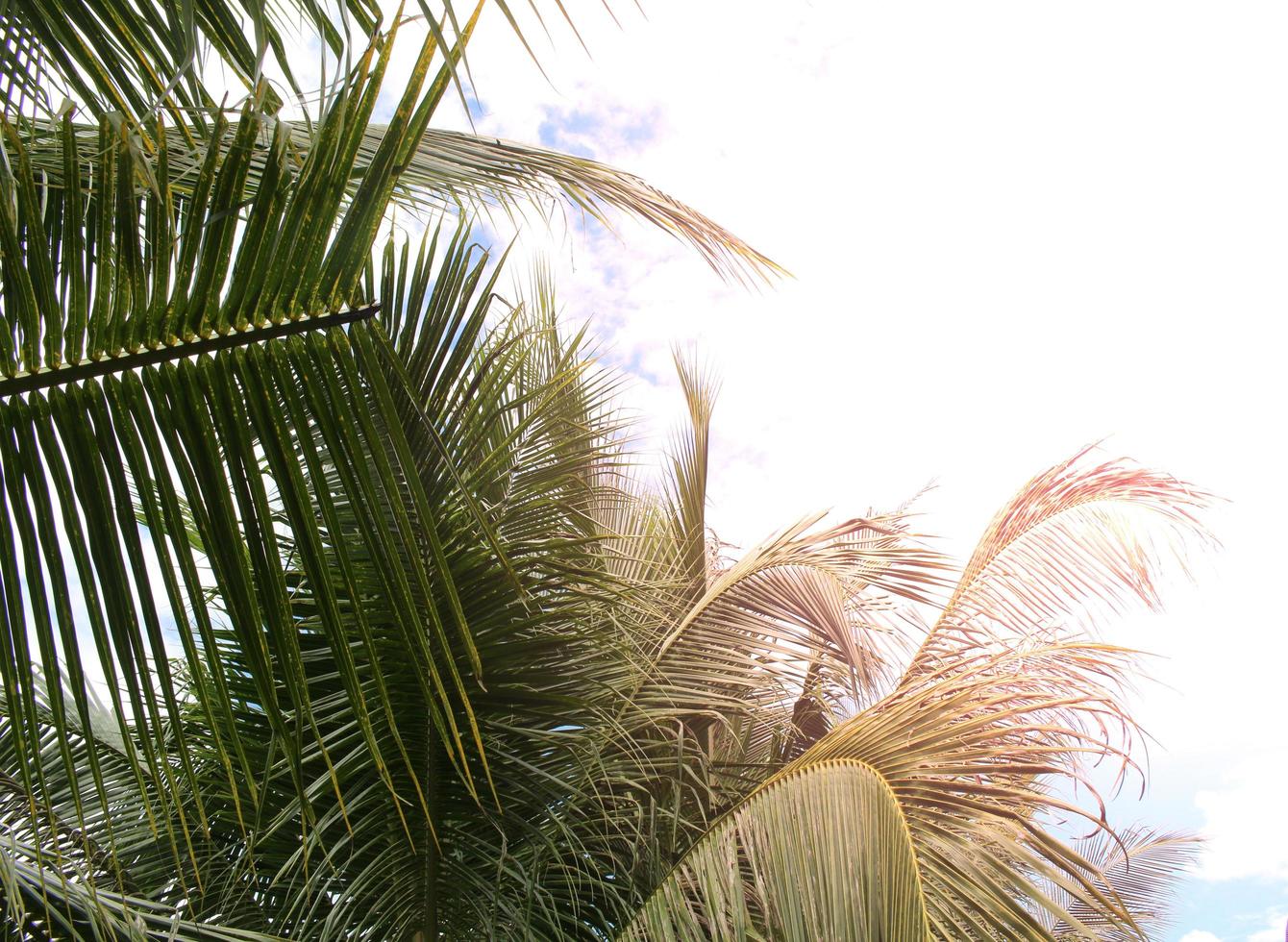 Palm trees and sunlight during the day photo