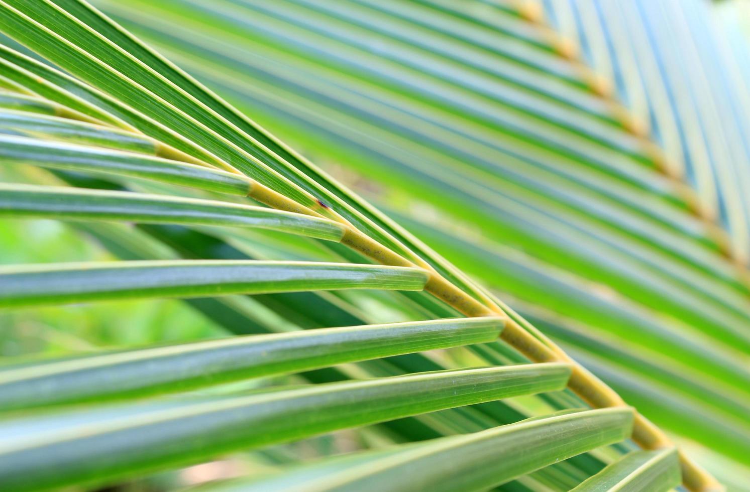 Close-up of palm leaves outside photo