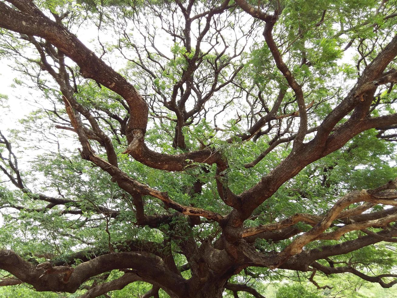 árbol verde retorcido foto