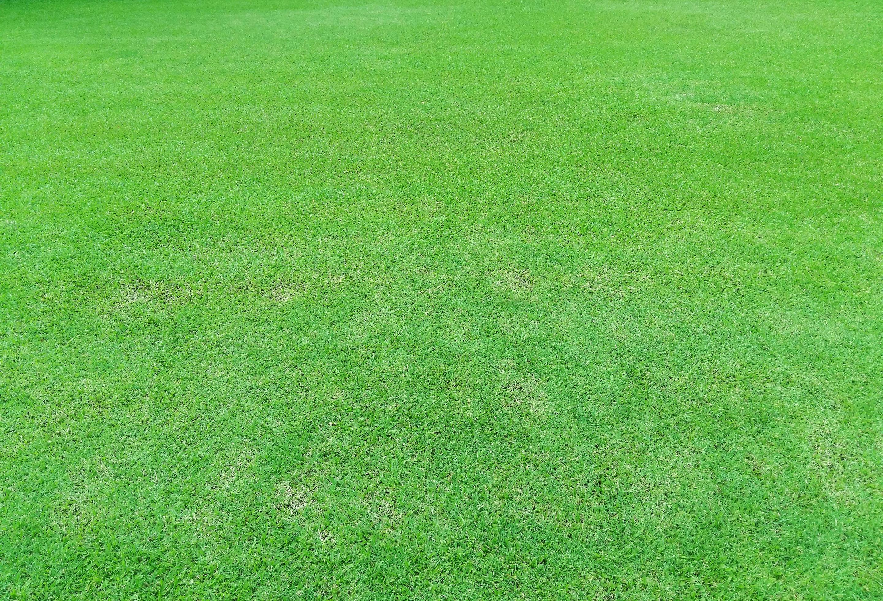 Bright green grass background 1995857 Stock Photo at Vecteezy